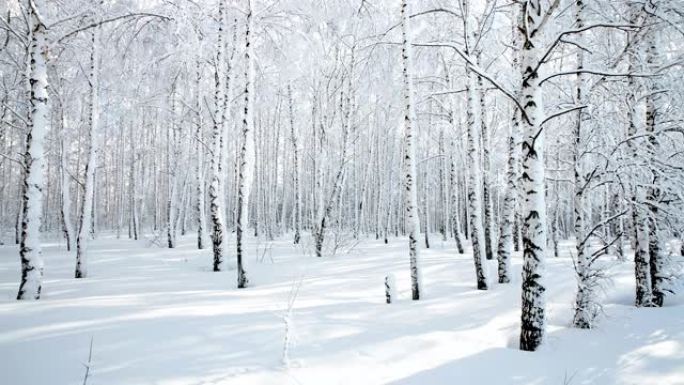 晴天降雪后的冬季白桦林全景。