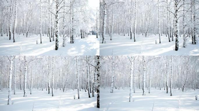 晴天降雪后的冬季白桦林全景。