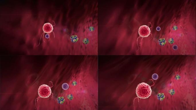 抗体攻击病毒病毒细胞三维动画病原体抗体病
