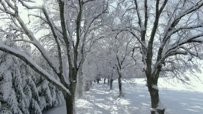 冬天有雪树的小巷冬季景色树林雪景