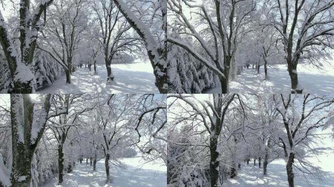 冬天有雪树的小巷冬季景色树林雪景
