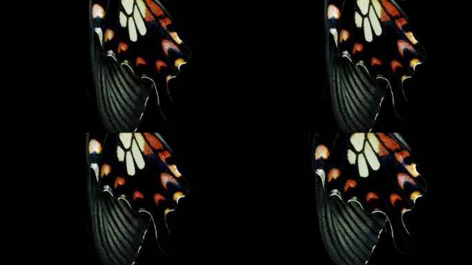 美丽的蝴蝶特写黑色背景