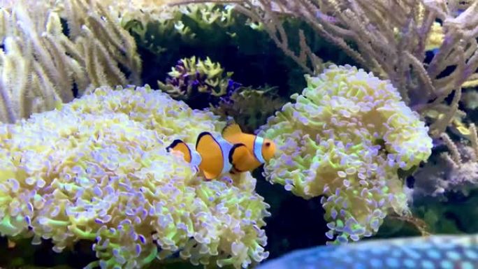 海葵中的小丑鱼，Amphiprioninae