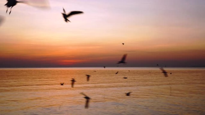 美丽的日落，海鸥飞来飞去。暮光之城。魔法时刻。黄金时段。和平。休假时间。剪影海鸥。