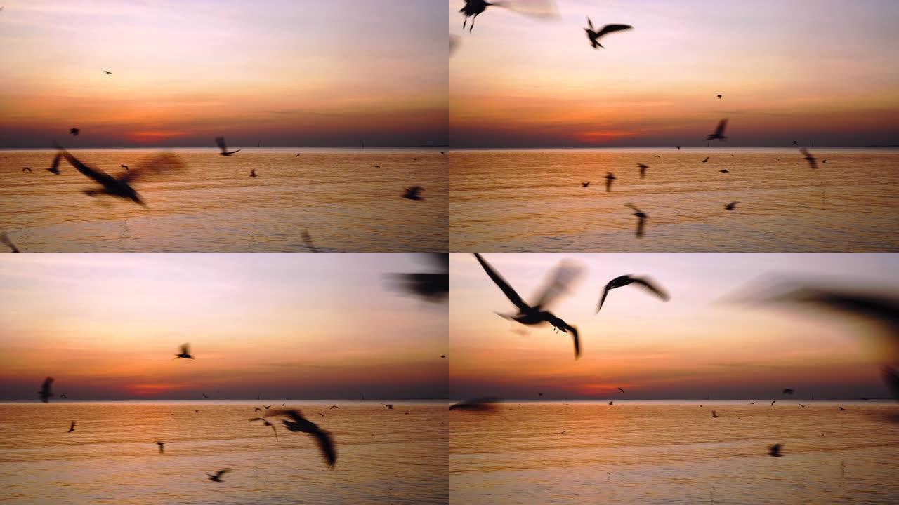 美丽的日落，海鸥飞来飞去。暮光之城。魔法时刻。黄金时段。和平。休假时间。剪影海鸥。