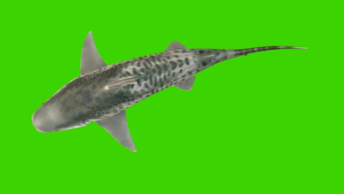 鲨鱼在水下游泳，从顶部可以看到。绿屏3d动画。