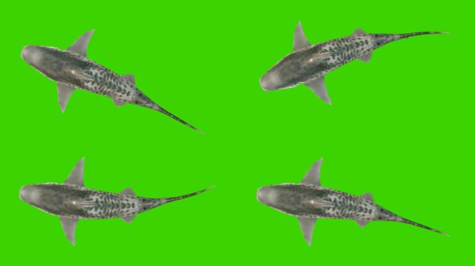 鲨鱼在水下游泳，从顶部可以看到。绿屏3d动画。
