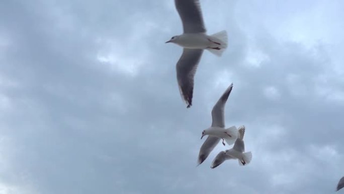 成群的海鸥鸟在蓝天上飞翔