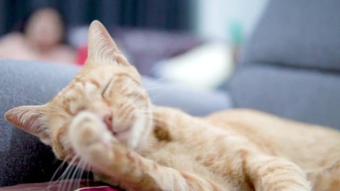 躺在沙发上时，红色虎斑猫梳理自己的特写镜头。