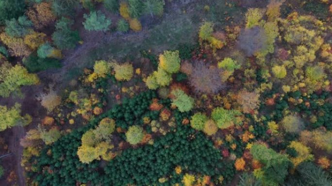 空中俯视图，秋天的森林有绿色和黄色的树木。落叶和针叶林混交林。从上面开始的秋天森林。彩色森林鸟瞰图。