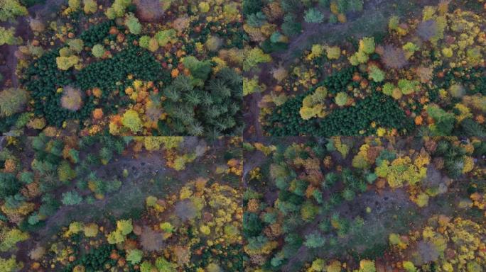空中俯视图，秋天的森林有绿色和黄色的树木。落叶和针叶林混交林。从上面开始的秋天森林。彩色森林鸟瞰图。