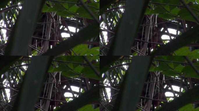 Cocoa Woodcreeper，巴西: 死者河，欣古河，潘塔纳尔河，马托格罗索河，亚马逊雨林，亚