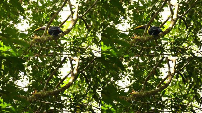 美丽的异国情调的巨嘴鸟在热带树上高高飞去