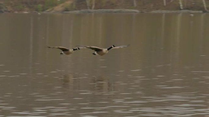 一对加拿大鹅在平静的湖水上方飞行的严密跟踪镜头