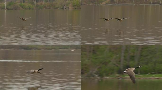 一对加拿大鹅在平静的湖水上方飞行的严密跟踪镜头