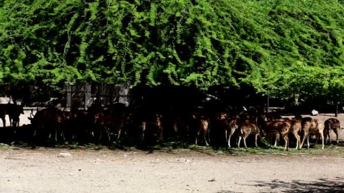 夏季在动物园里，鹿群在树附近休息