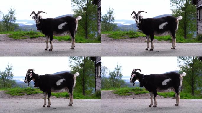 卑尔根弗洛延山的挪威山羊。挪威乡村自然生活。