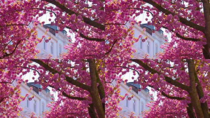 美丽盛开的日本樱花树-相机平底锅