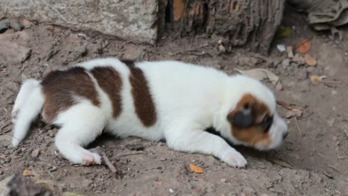 一只白棕色的新生小狗在地上爬行。