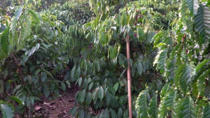 在泰国北部的树上成熟的咖啡豆