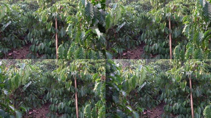 在泰国北部的树上成熟的咖啡豆