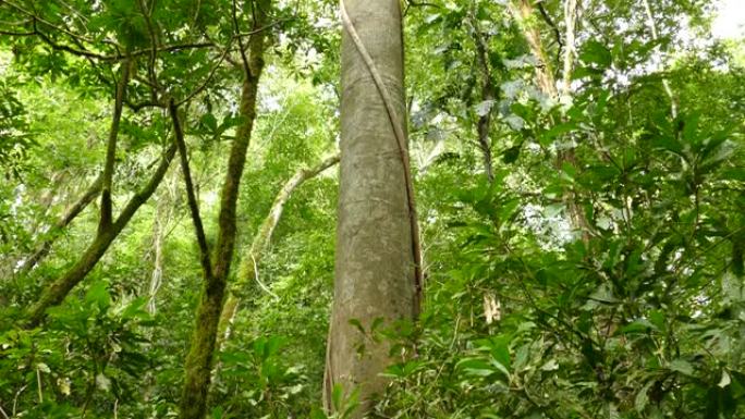热带树木的倾斜镜头，藤本植物周围生长并向上生长