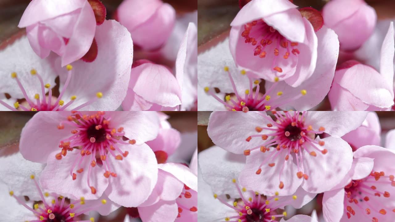 粉红色樱桃树花盛开-樱花