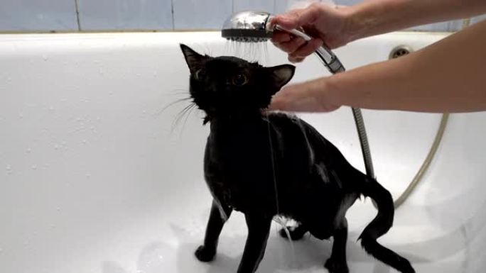 特写，一只黄色大眼睛的黑色小猫在白色浴缸里用淋浴时的水清洗和浇水。不露面。保护动物。生活方式。概念。