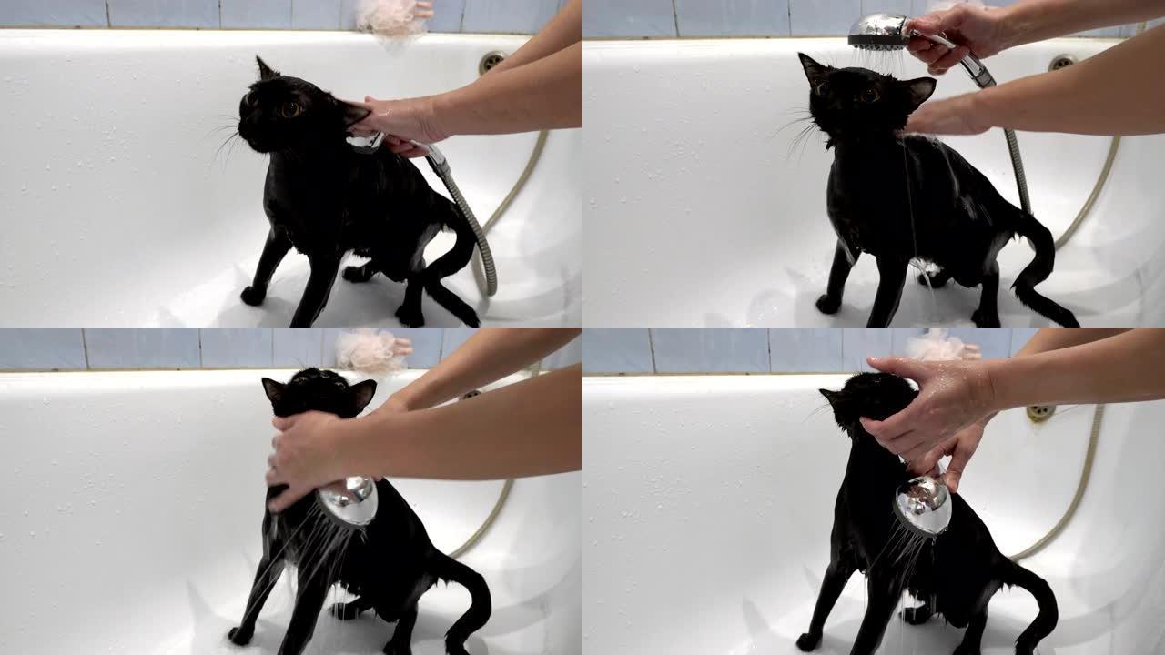 特写，一只黄色大眼睛的黑色小猫在白色浴缸里用淋浴时的水清洗和浇水。不露面。保护动物。生活方式。概念。