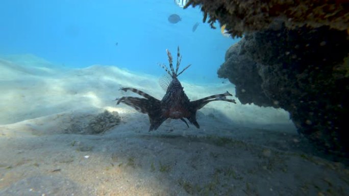 狮子鱼。Pterois迈尔斯,Devil firefish(Сommon lionfish)。