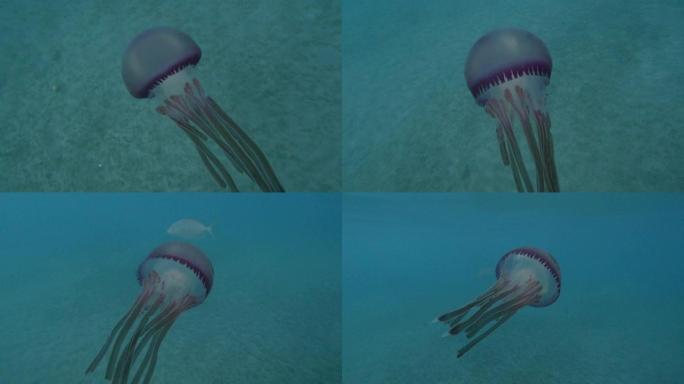 糙皮紫色水母 (Thysanostoma loriferum) 游过海底。俯视图，特写，水下拍摄，红