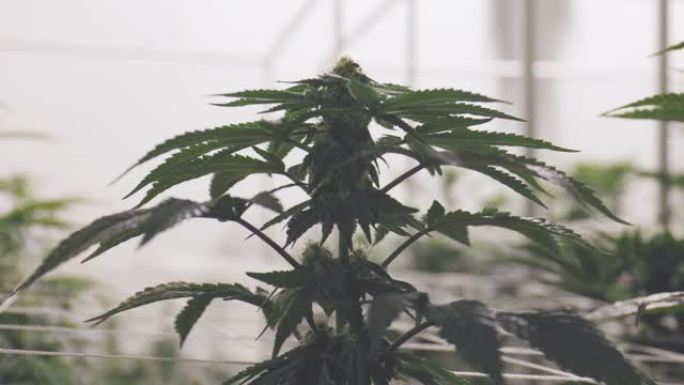 室内种植大麻植物广角拍摄雌大麻芽和叶