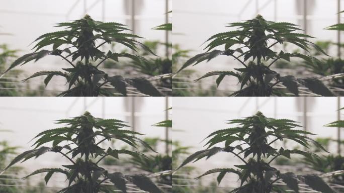 室内种植大麻植物广角拍摄雌大麻芽和叶