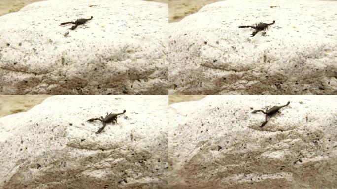 黑色喜马拉雅蝎子在石头上爬行迷幻效果俯视图特写背景喜马拉雅山脉的快速水流