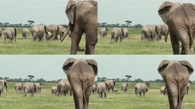 平原上的非洲象 (Loxodonta africana) 家族