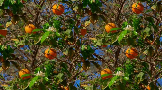 在蓝天的背景上有成熟的橘子和花朵的柑橘树