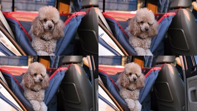 狗在汽车座位上旅行汽车的后座。
