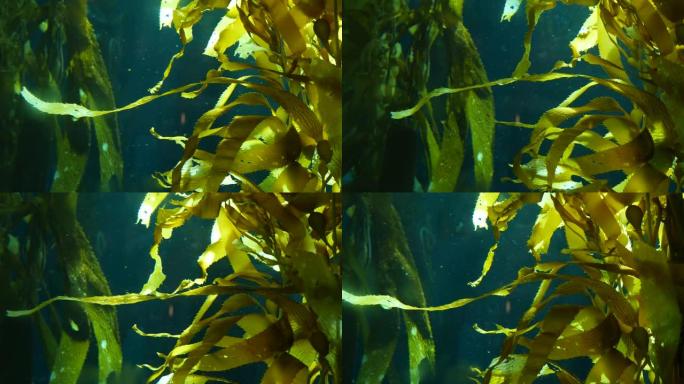 光线透过巨大的海带森林。大孢子虫。潜水、水族馆和海洋概念。水下靠近摇摆的海藻叶子。阳光刺穿充满活力的