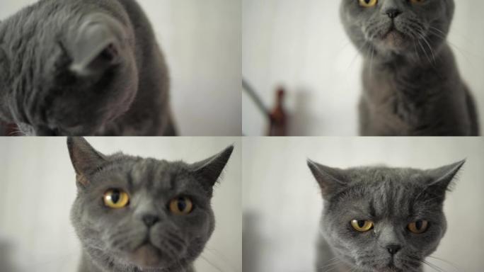 美丽迷人的灰色大头棕色眼睛猫站在它的爪子上看着相机。特写和慢动作