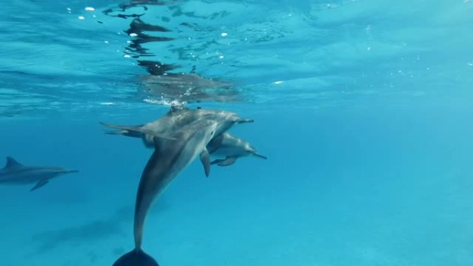 海豚家族在蓝色的水面下慢慢游动。慢动作，特写，水下镜头。非洲埃及马萨阿拉姆的红海旋转海豚 (Sten