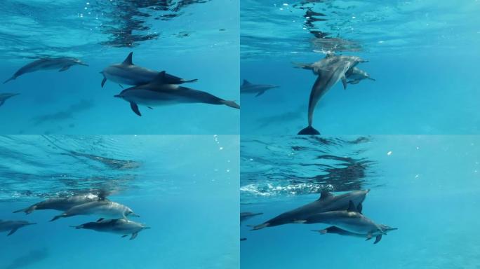 海豚家族在蓝色的水面下慢慢游动。慢动作，特写，水下镜头。非洲埃及马萨阿拉姆的红海旋转海豚 (Sten
