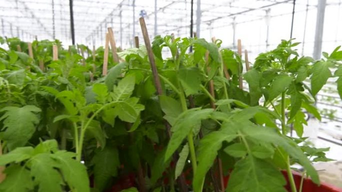 绿色西红柿在温室里发芽。番茄和草药的工业种植。温室内部的不同视图。番茄幼苗种植前进入土壤，滴灌。