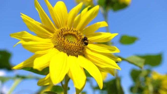 大黄蜂飞到向日葵上。关闭蜜蜂，在田间授粉黄色向日葵。有机农场盛开美丽的向日葵花