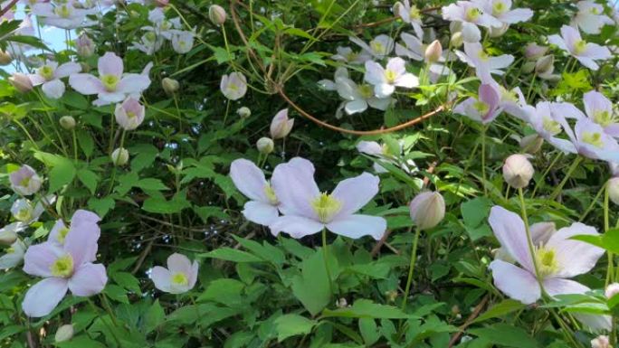 Flowering铁线莲 (蒙大拿铁线莲)