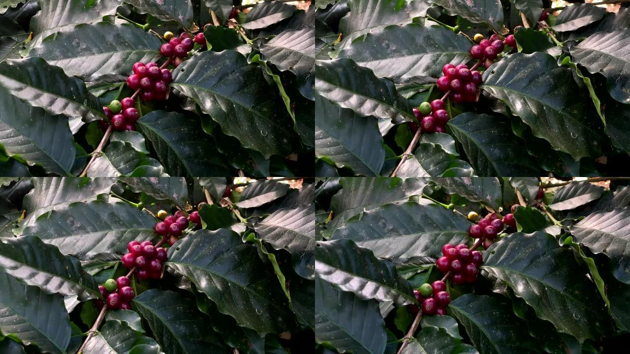 手中的新鲜红咖啡红樱桃咖啡豆