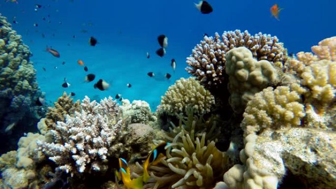 海洋和珊瑚。五颜六色的热带鱼。美丽的珊瑚。