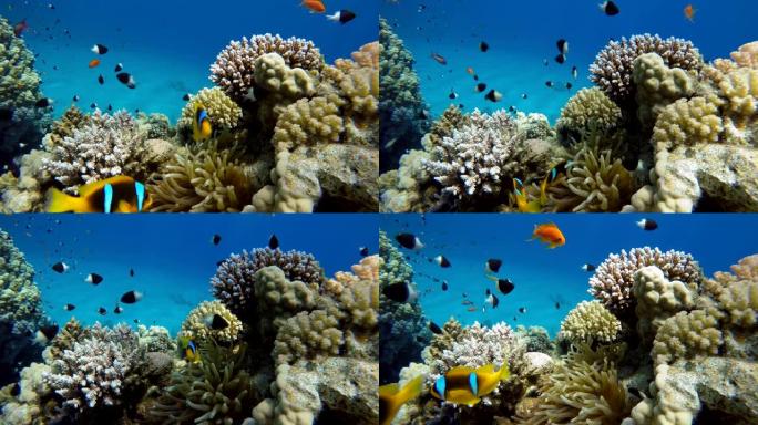 海洋和珊瑚。五颜六色的热带鱼。美丽的珊瑚。