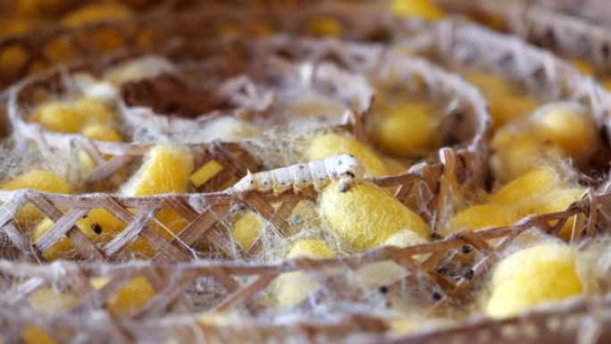 蚕和黄茧巢。泰国的丝虫文化