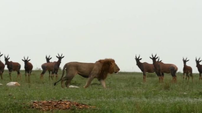 雄狮在马赛马拉 (Masai Mara) 广阔的土地上种下了它的猎物