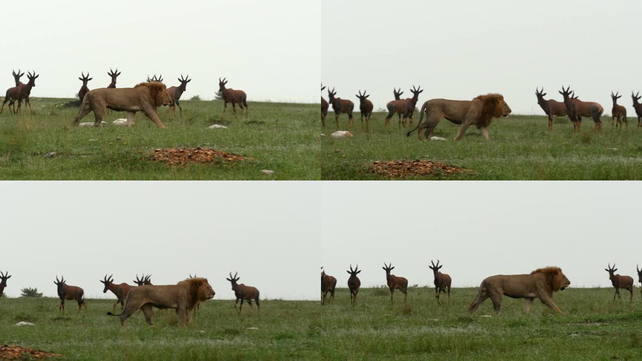 雄狮在马赛马拉 (Masai Mara) 广阔的土地上种下了它的猎物